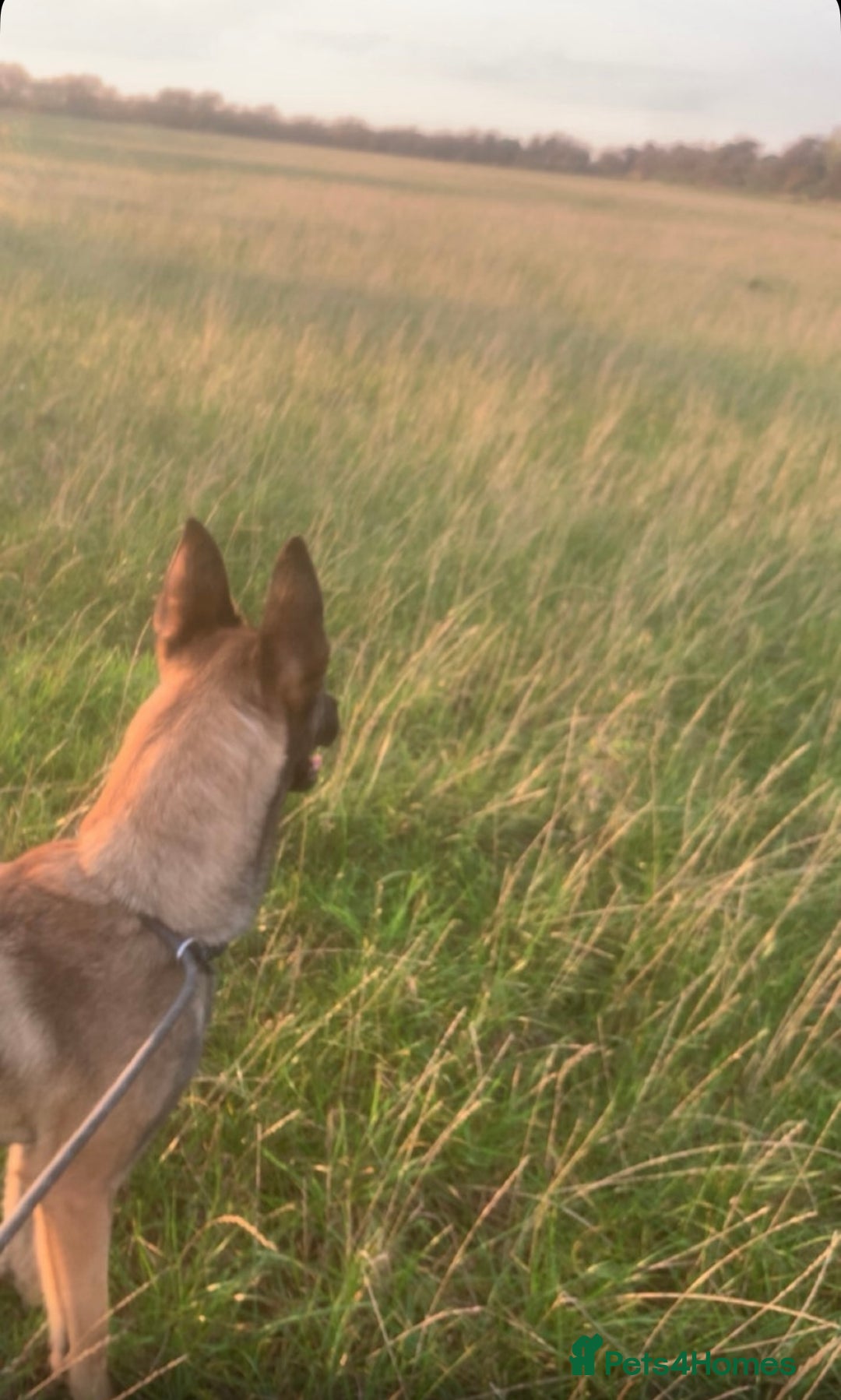 Belgian Shepherd Dog dogs for sale: Belgian malinois  - Advert 2