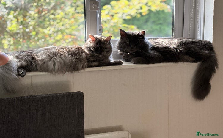 Maine Coon cats - Advert 15