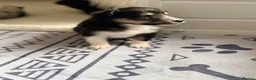 Shetland Sheepdog dogs for sale: 2 KC Registered Shetland Sheepdog puppies - Advert 11