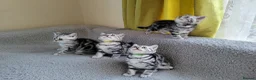 British Shorthair cats for sale: Show quality GCCF Silver Tabbies  in Rochester - Advert 13