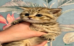 British Shorthair cats for sale: Stunning Golden kittens  - Image 4