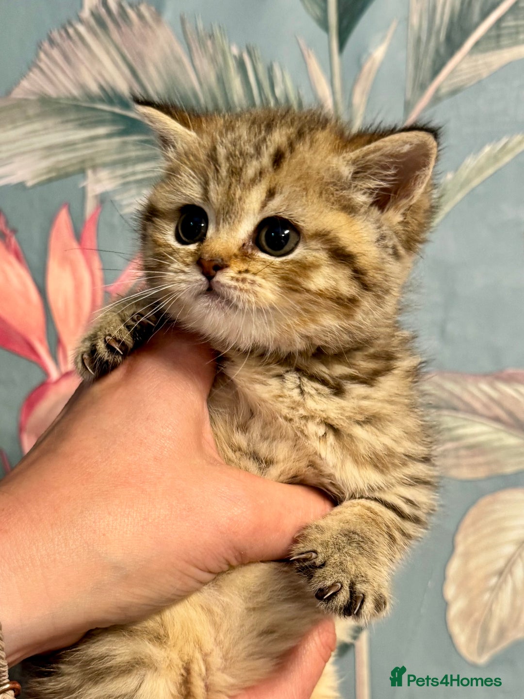 British Shorthair cats for sale: Stunning Golden kittens  - Image 4