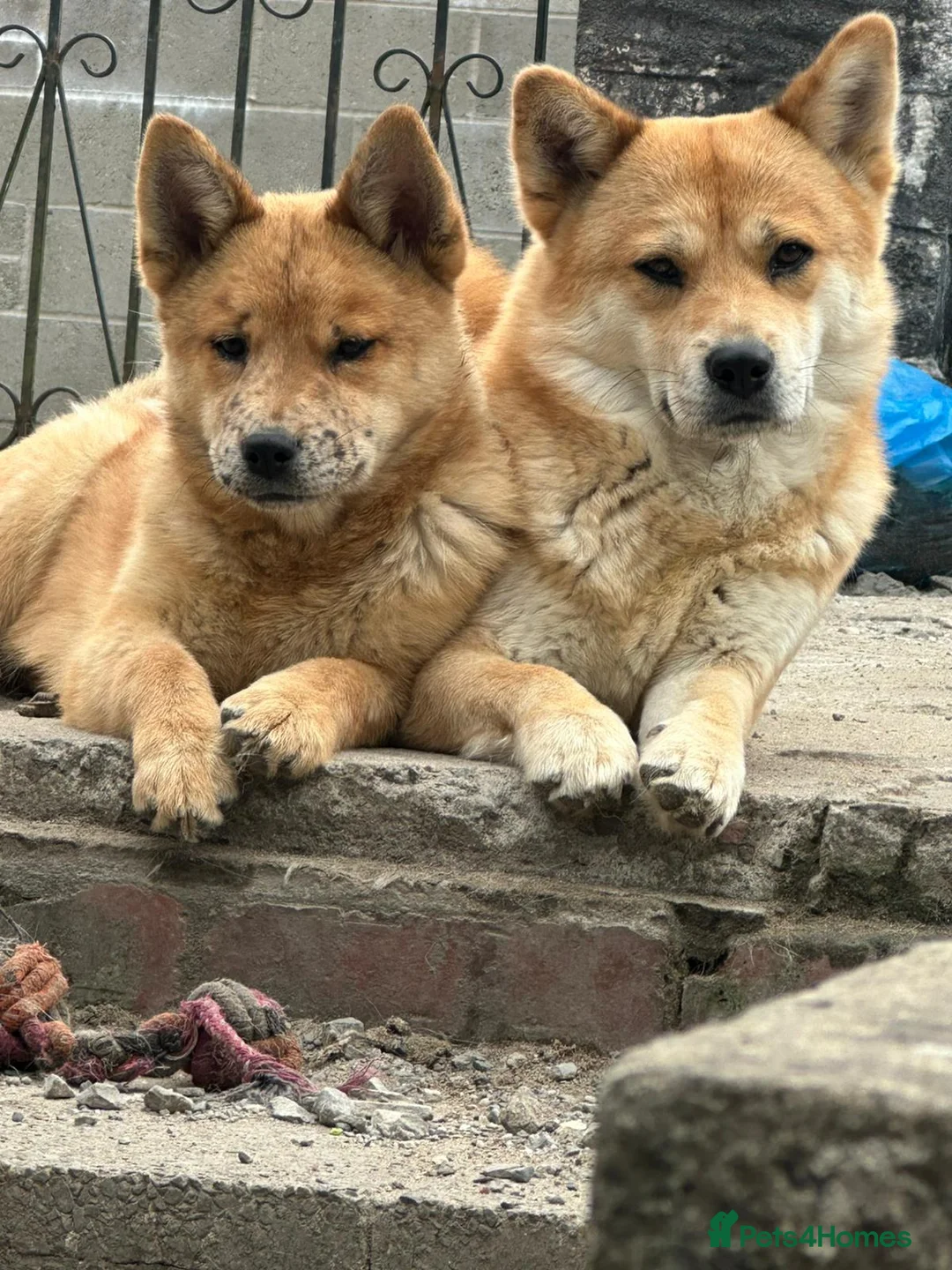 Mixed Breed dogs for sale: Red Merle Chowski Female Pup For Sale - Advert 1