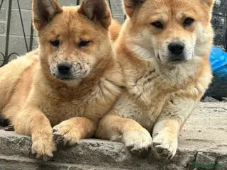 Mixed Breed dogs Red Merle Chowski Female Pup For Sale - Advert 1