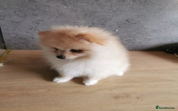 Pomeranian dogs for sale: Adorable Pomeranians 🩷🥰 - Image 2