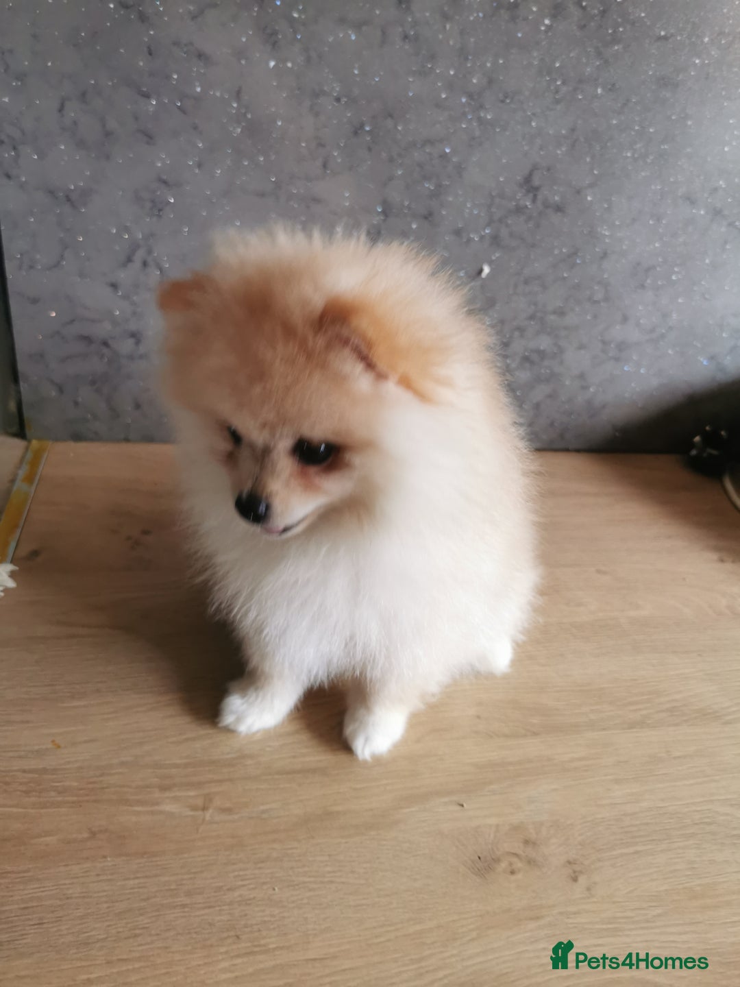 Pomeranian dogs for sale: Adorable Pomeranians 🩷🥰 - Image 2
