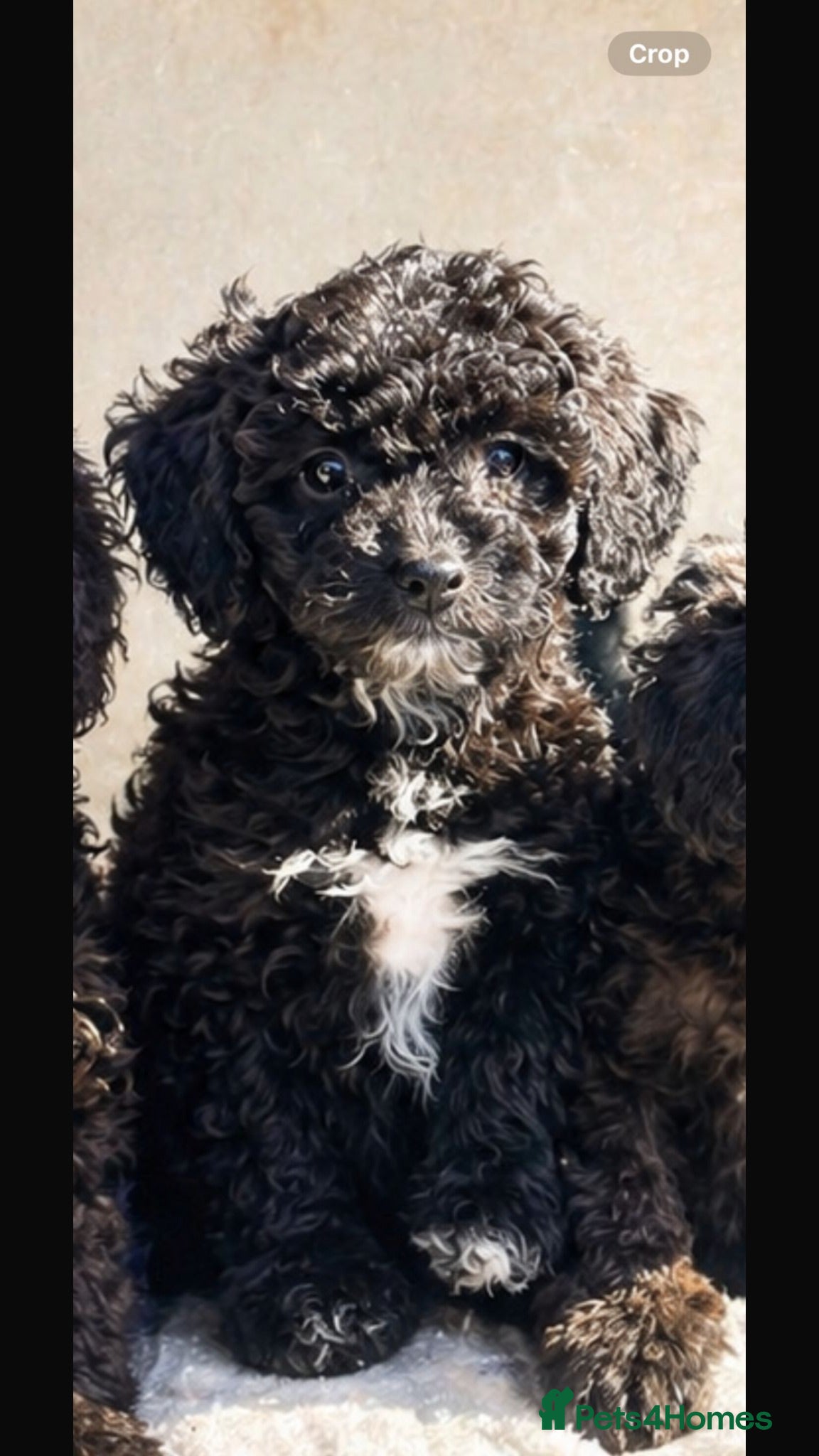Miniature Poodle dogs Purebred Miniature 🐩 poodles ,last boy available  - Advert 14
