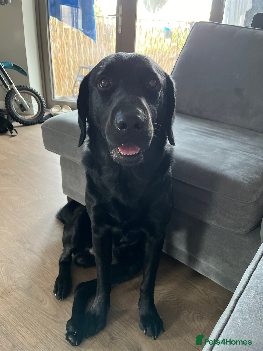 Labrador Retriever dogs for stud: Diesel  - Image 3