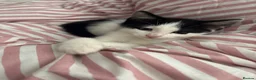 Mixed Breed cats for sale: Male black and white cat  in Littlehampton - Advert 4