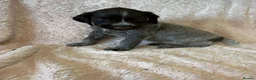 German Wirehaired Pointer dogs for sale: Gorgeous German Wire Haired Pointer Pups - Advert 4