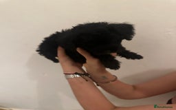 Yorkiepoo dogs for sale: 5 Beautiful F1 Yorkiepoo’s - Image 17
