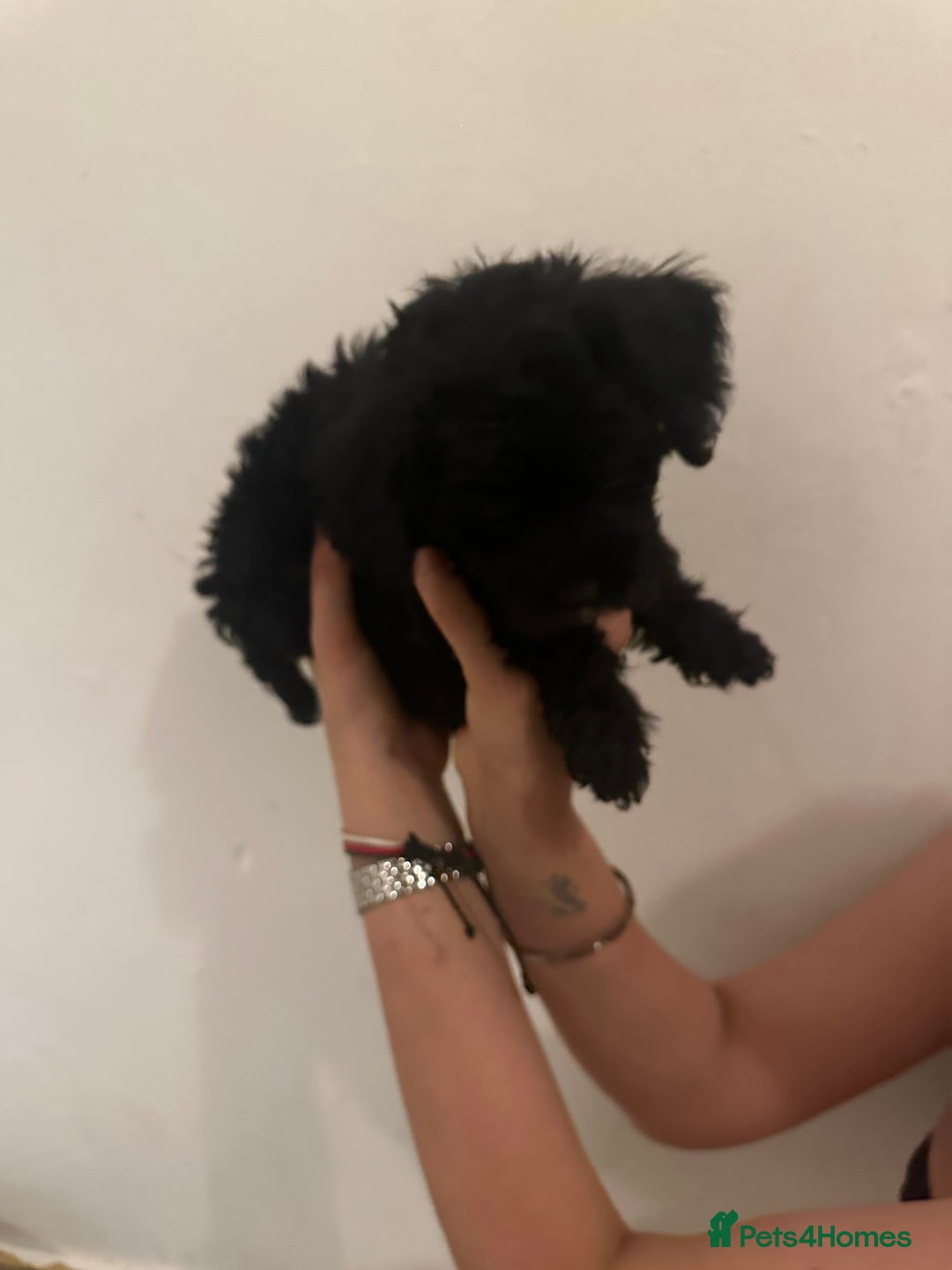 Yorkiepoo dogs for sale: 5 Beautiful F1 Yorkiepoo’s - Image 17