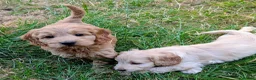 Cockapoo dogs for sale: Licensed breeder, health tested F1 cockapoos - Advert 27
