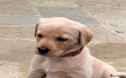 Labrador Retriever dogs for sale: Ready to leave 23rd Nov - Advert 3