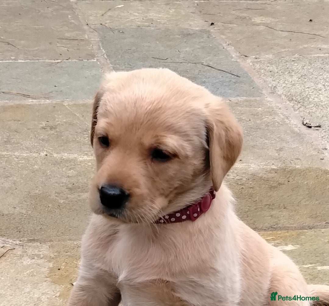 Labrador Retriever dogs for sale: Ready to leave 23rd Nov - Advert 3