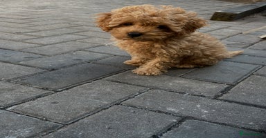 Cavapoo dogs - Advert 11