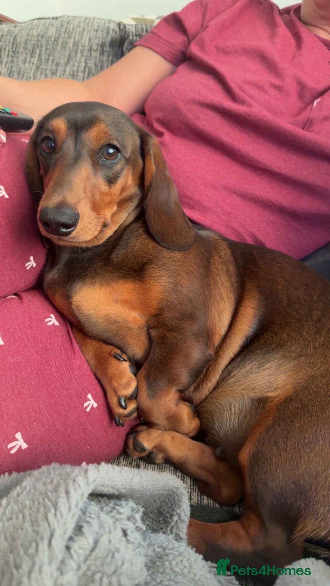 Miniature Dachshund dogs for sale: gorgeous fat mini dachshund  - Advert 5