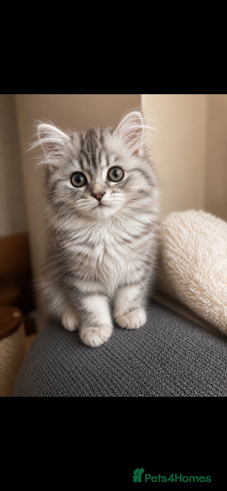 Persian cats Persian/ragdoll - Advert 1