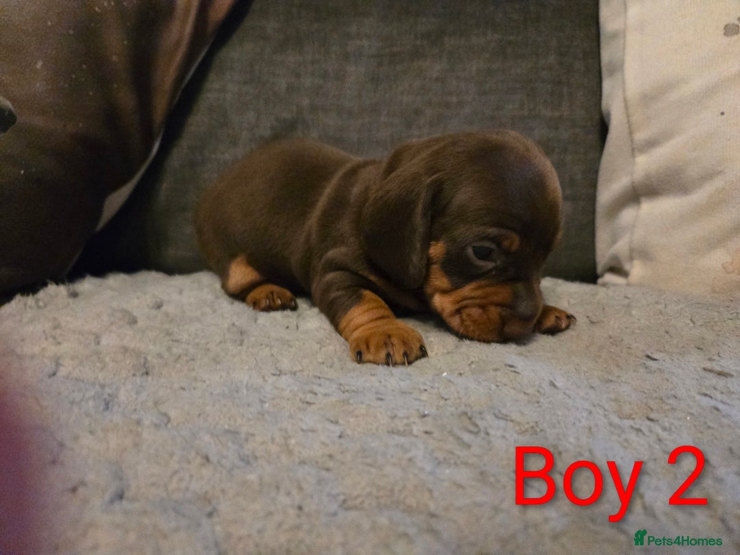 Miniature Dachshund dogs for sale: Miniature Dachshund Puppies - Advert 5