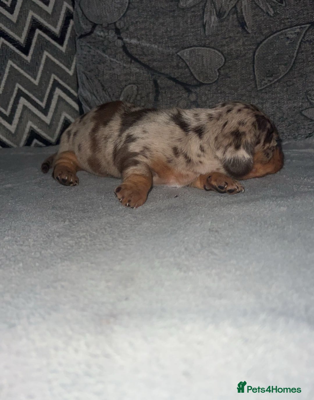 Miniature Dachshund dogs for sale: Mini dauchunds puppies - Advert 5