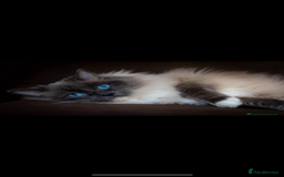 Ragdoll cats for sale: Blue mitted ragdoll kittens  - Image 13