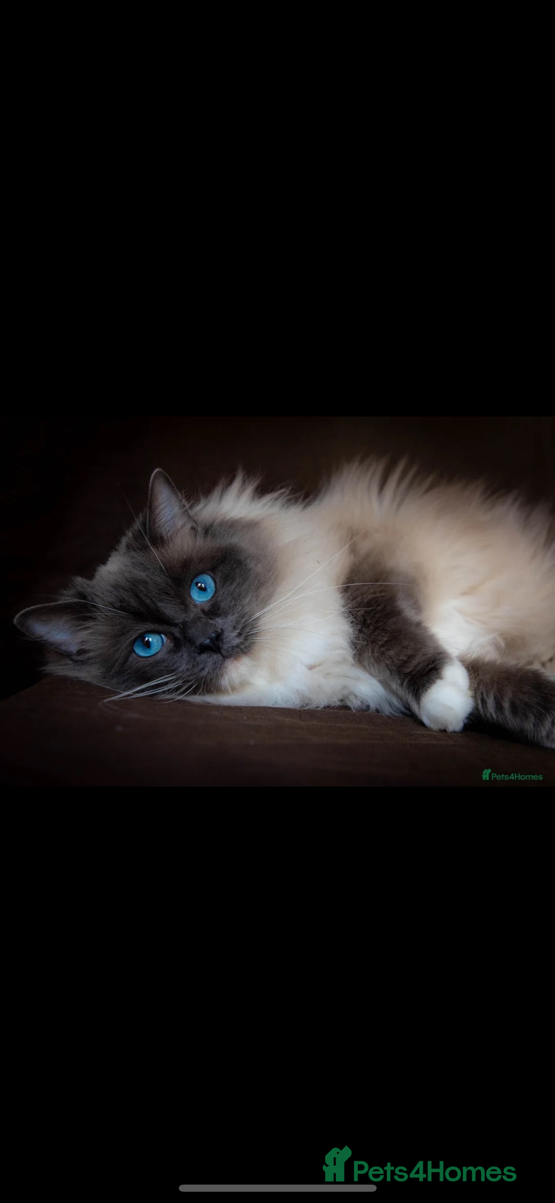 Ragdoll cats for sale: Blue mitted ragdoll kittens  - Image 13