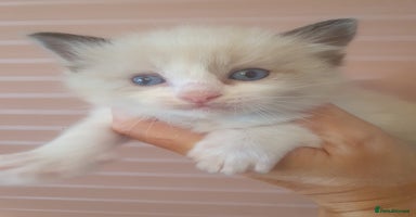 Ragdoll cats - Advert 4