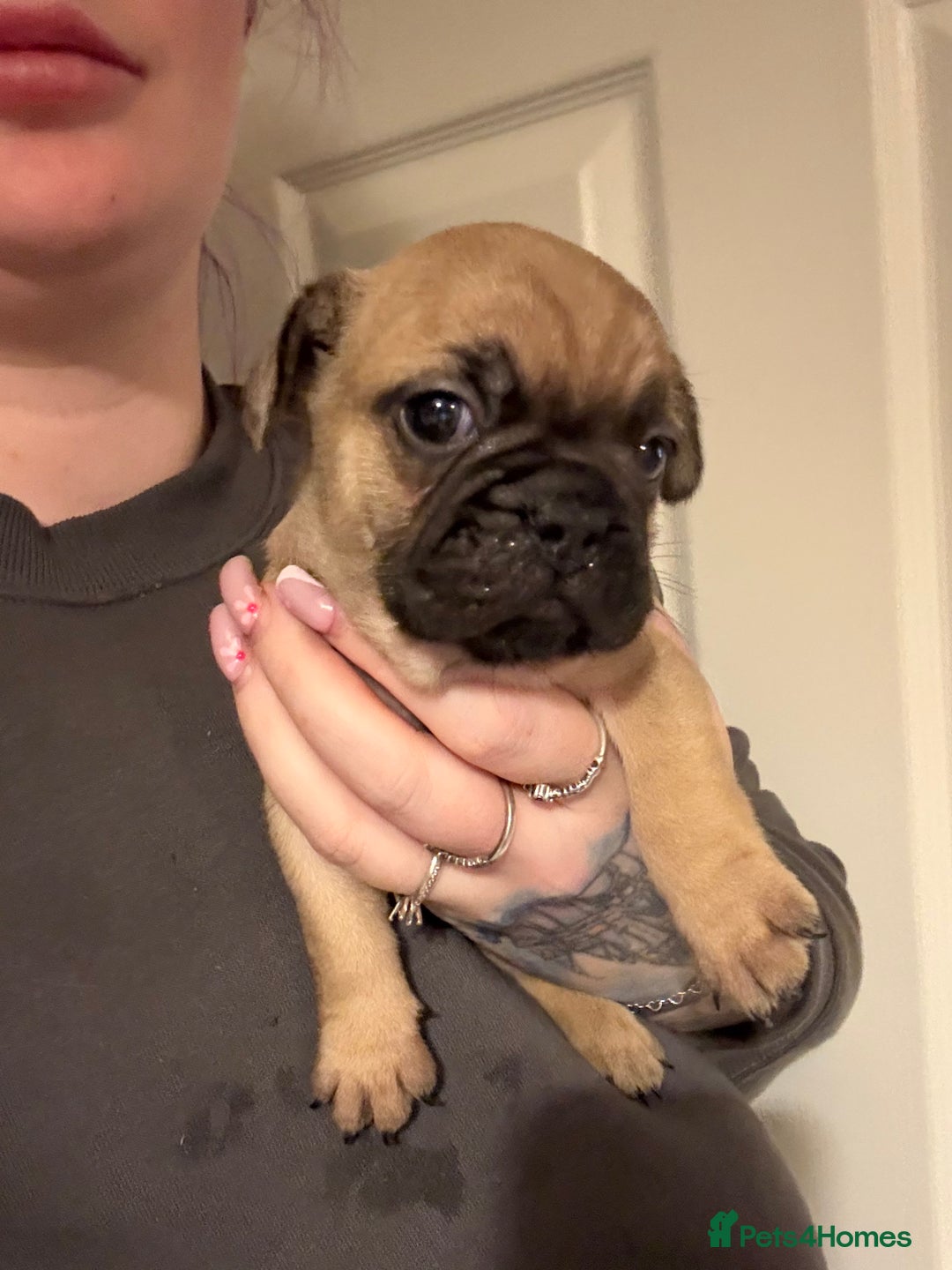 French Bulldog dogs for sale: 2 girls full French bulldogs  - Advert 9