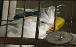 Cockatiels birds for sale: Lutino Cockatiel - Image 1