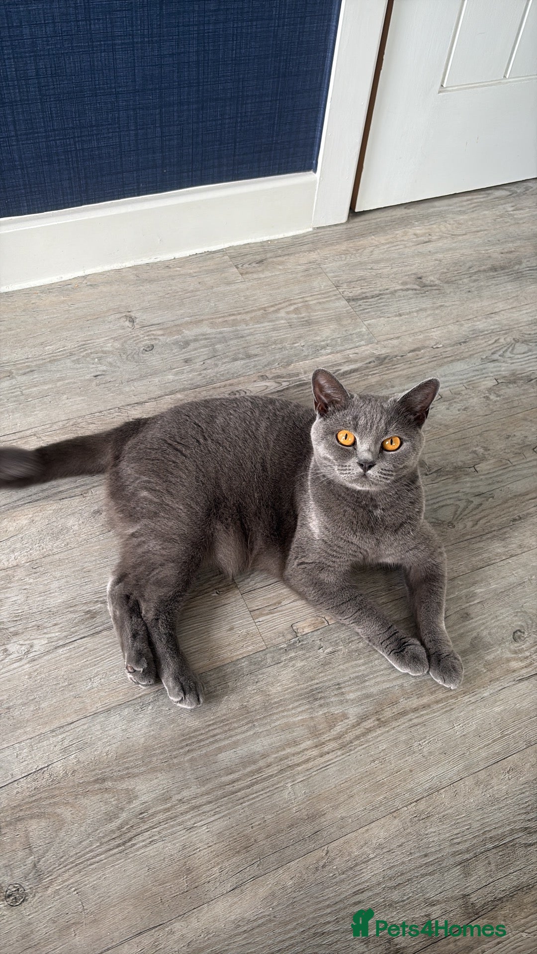 British Shorthair cats British Shorthair  - Advert 2