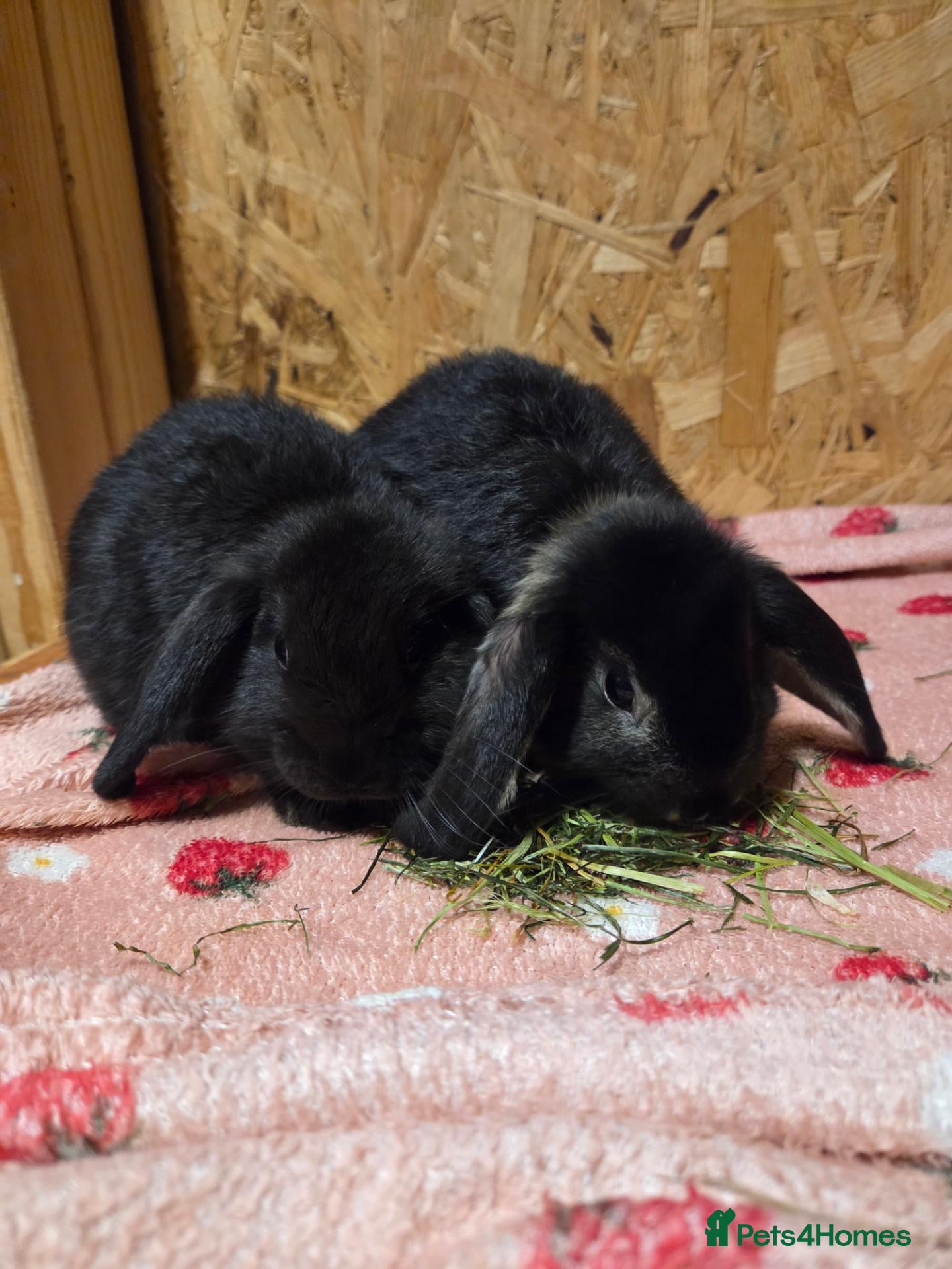 Mini Lop rabbits 8 week old very tame mini lop boys - Advert 1