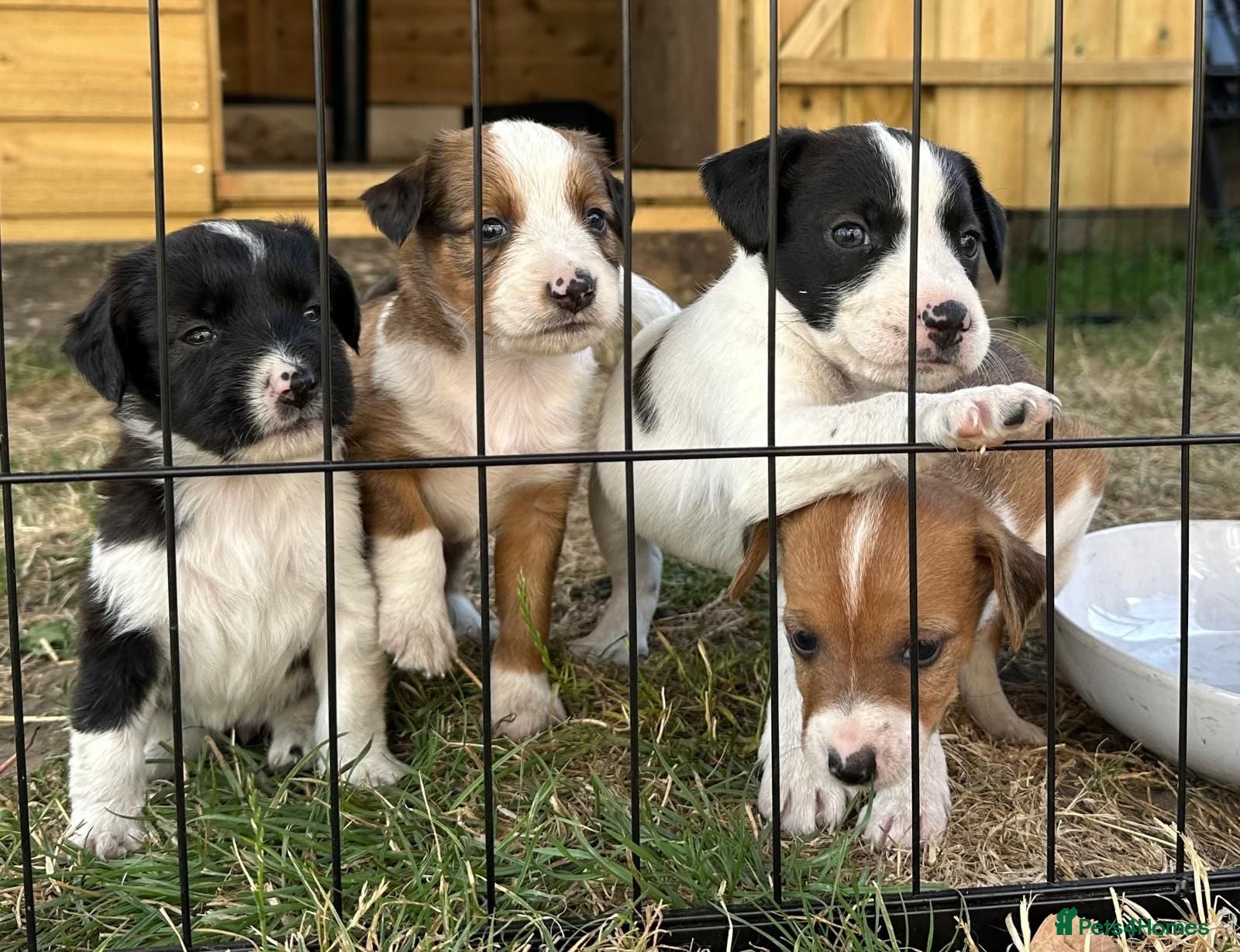 Mixed Breed dogs Cutest jack russell / spaniel / collie mix - Advert 1