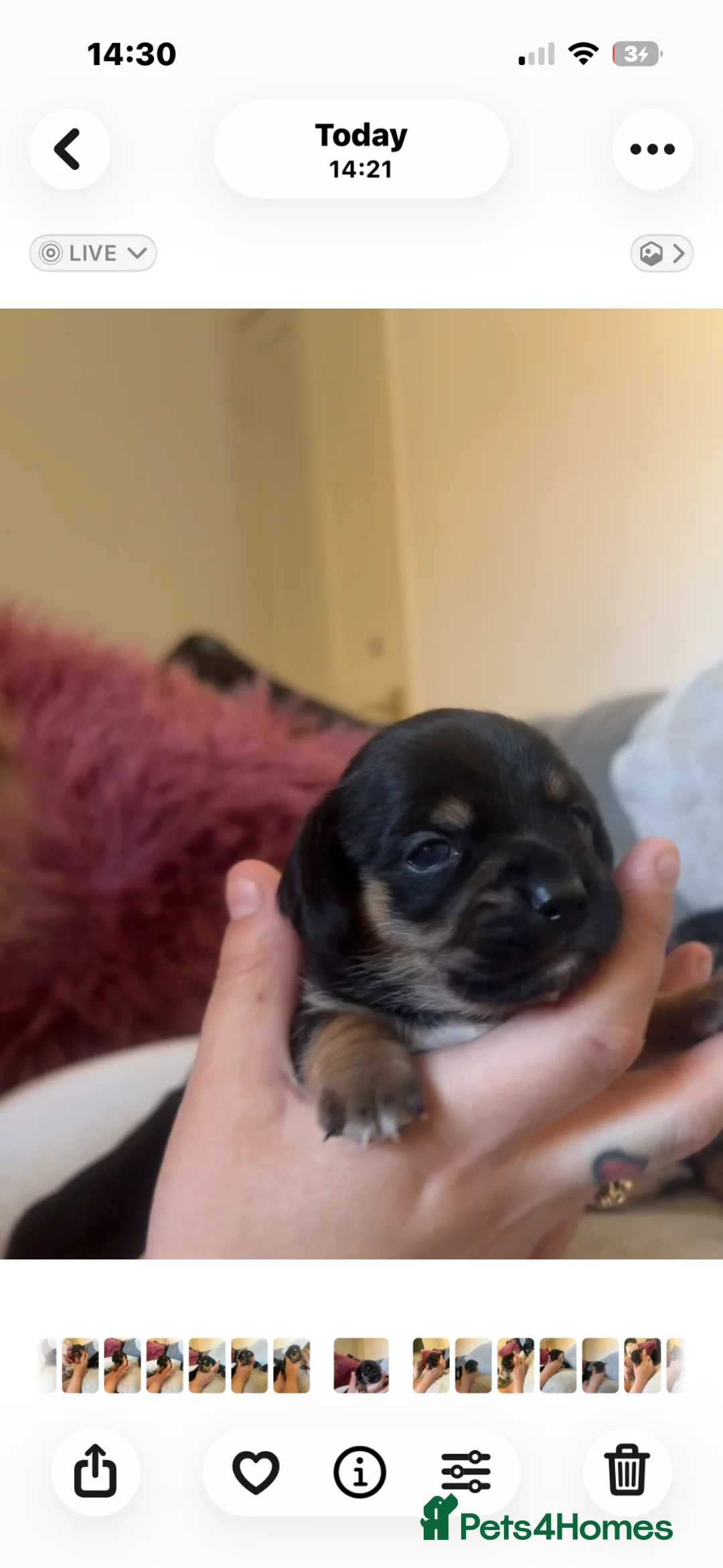 Jackshund dogs for sale: Dachshund x Jack Russel   - Advert 23
