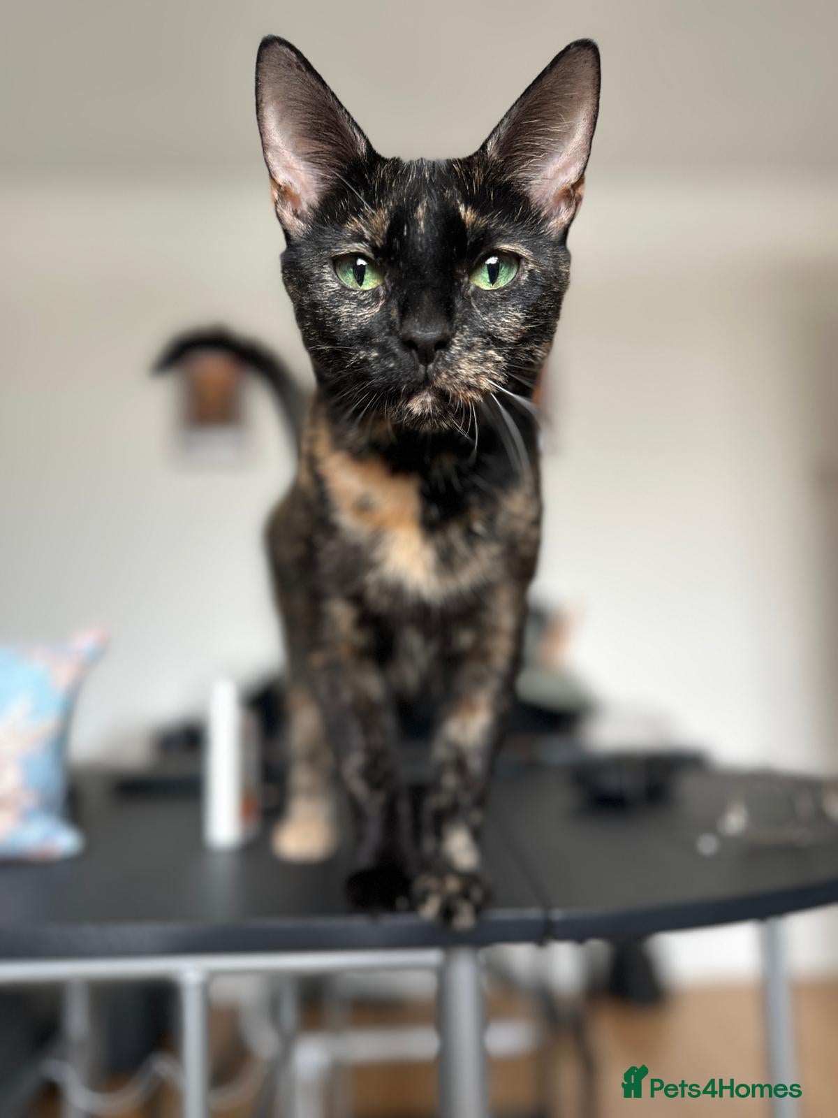 Mixed Breed cats Beautiful Tortoiseshell available - Advert 1