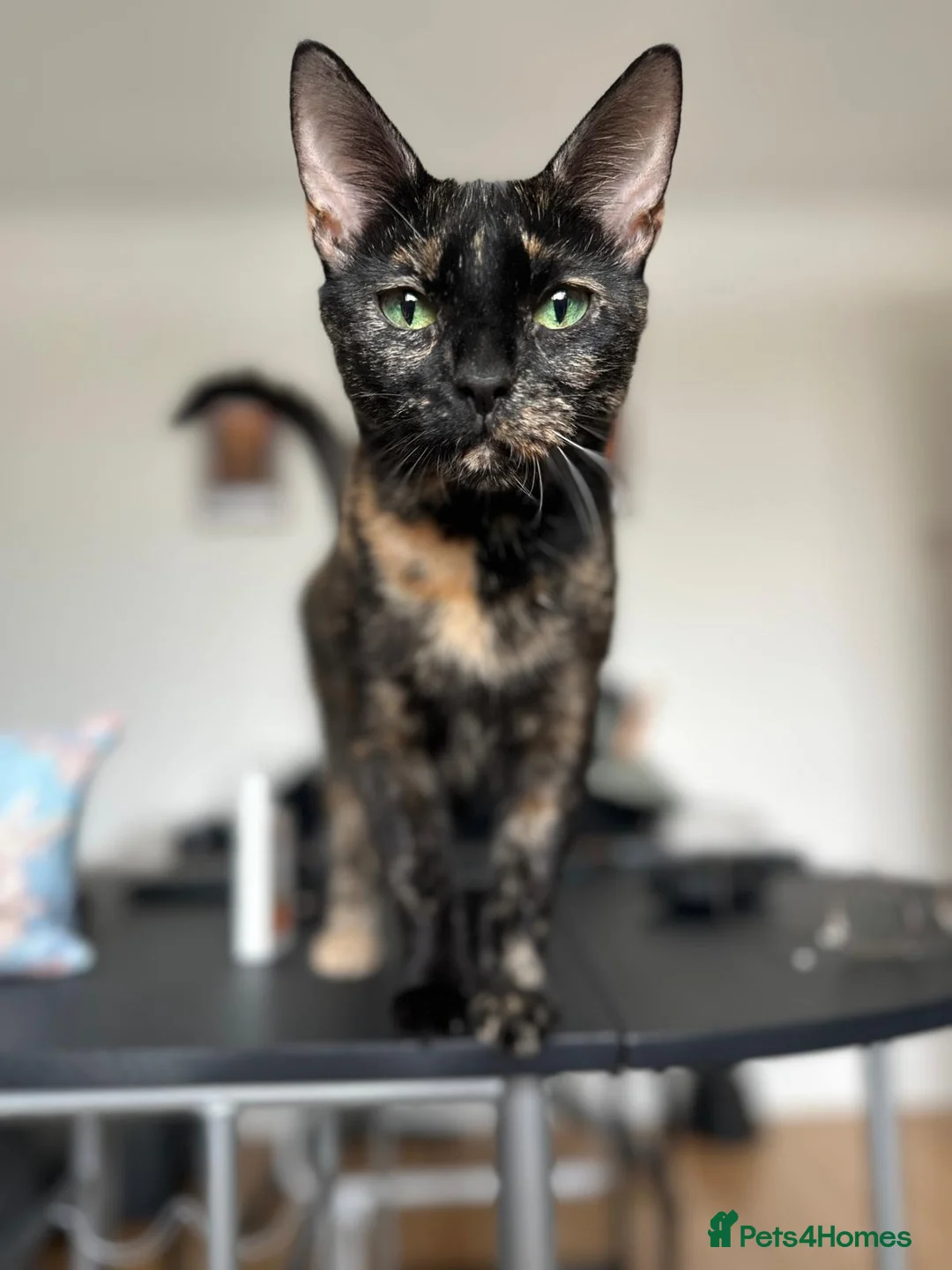 Mixed Breed cats for sale: Beautiful Tortoiseshell available - Advert 1