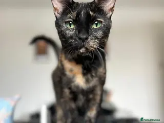 Mixed Breed cats Beautiful Tortoiseshell available - Advert 5