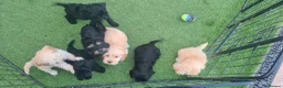 Cockapoo dogs for sale: **Beautiful F1 Cockapoos - Fully Vaccinated** - Advert 9