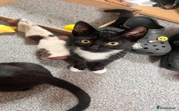 Mixed Breed cats for sale: Isha and Freya - Image 12