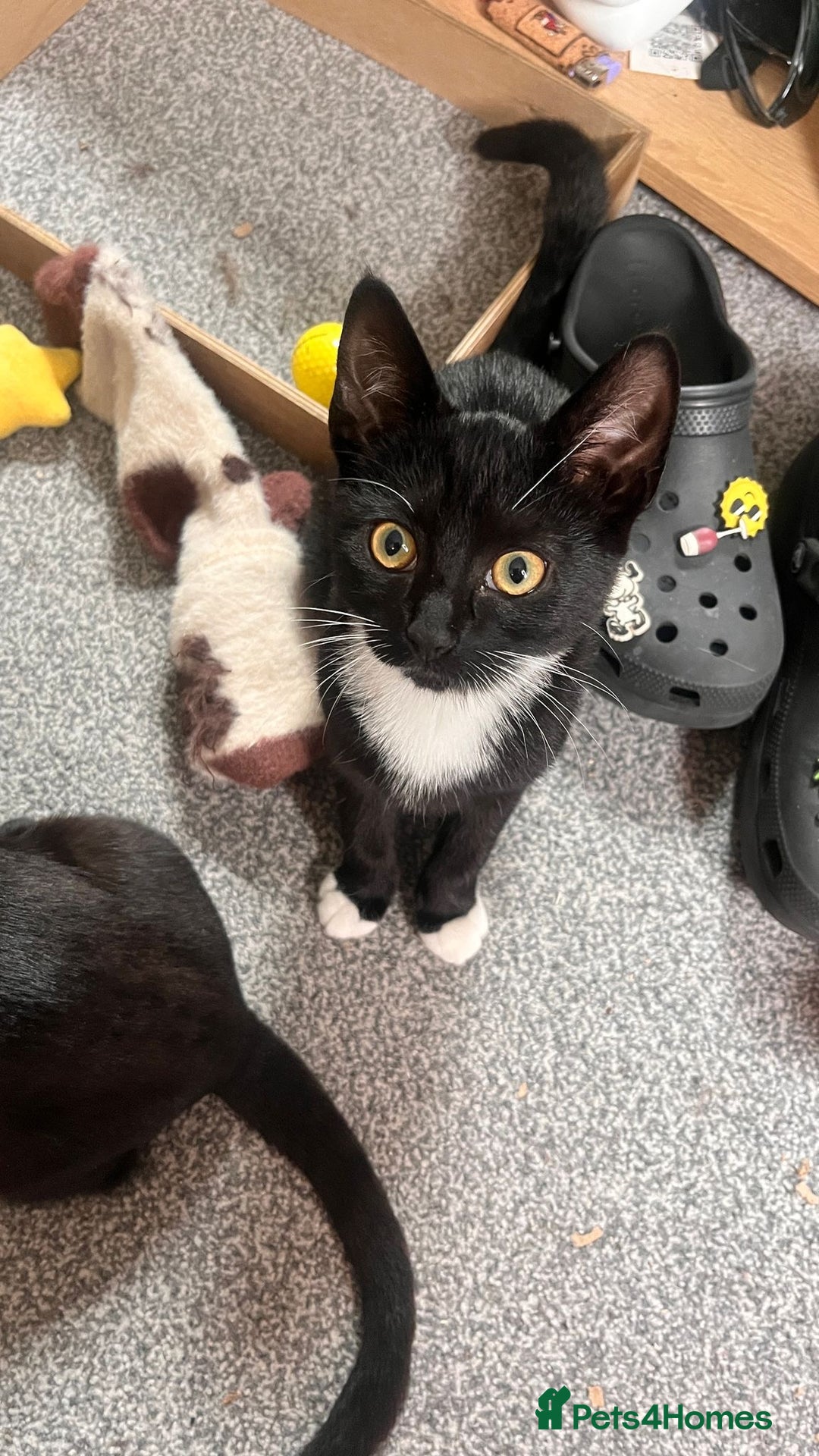 Mixed Breed cats for sale: Isha and Freya - Image 12