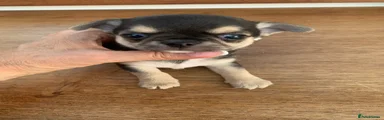Chihuahua Puppy 3