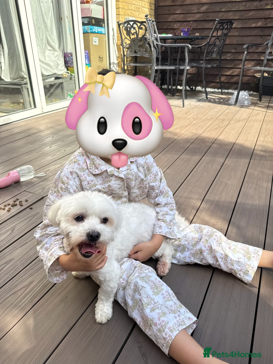 Maltese dogs for sale: Purebred Maltese Dog for Loving Home - Advert 4