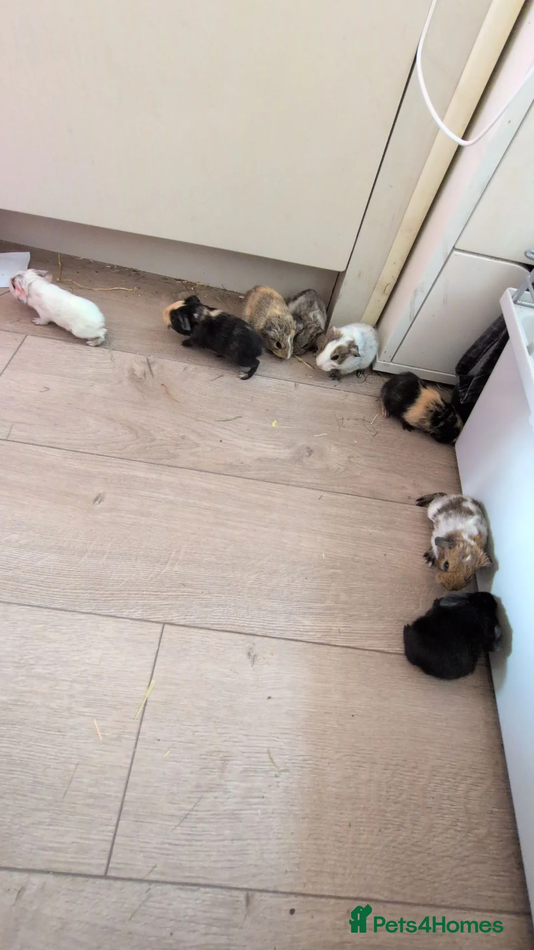 Guinea Pig rodents for sale: 8 week old guinea pigs  in Saint Helens - Advert 10