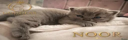 British Shorthair cats for sale: Amazing Pedigree British Shorthair Kittens  - Advert 4