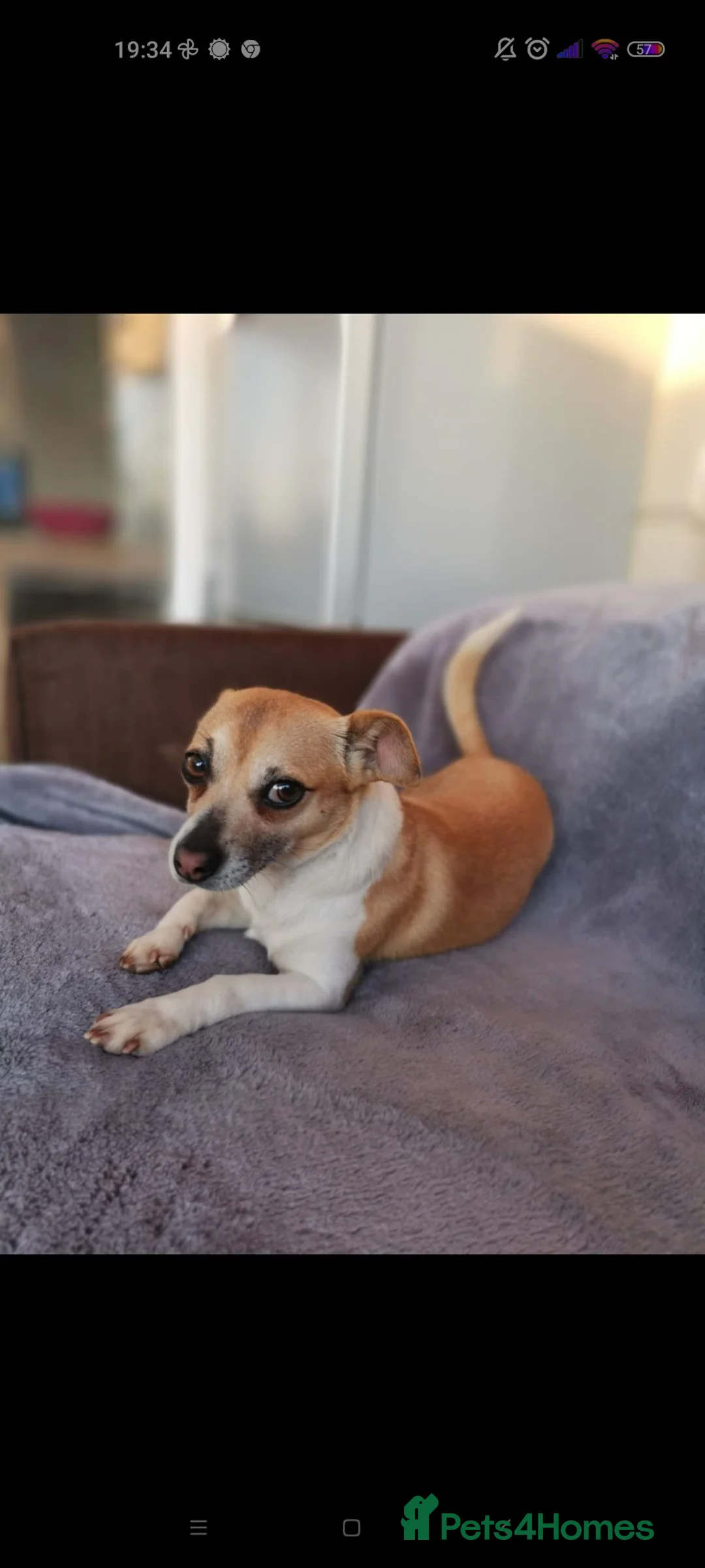 Jack Chi dogs for sale: Milo  - Advert 1