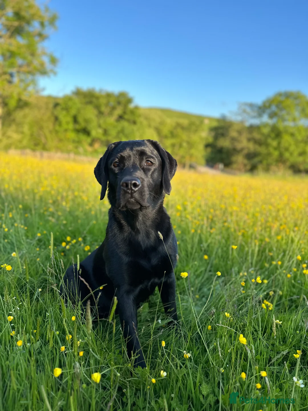 Labrador Retriever dogs for sale:  Delightful Black Labrador Litter  in Lancaster - Advert 2