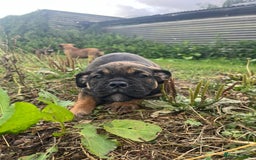Olde English Bulldogge dogs for sale: Beautiful olde English bulldog pups - Image 3