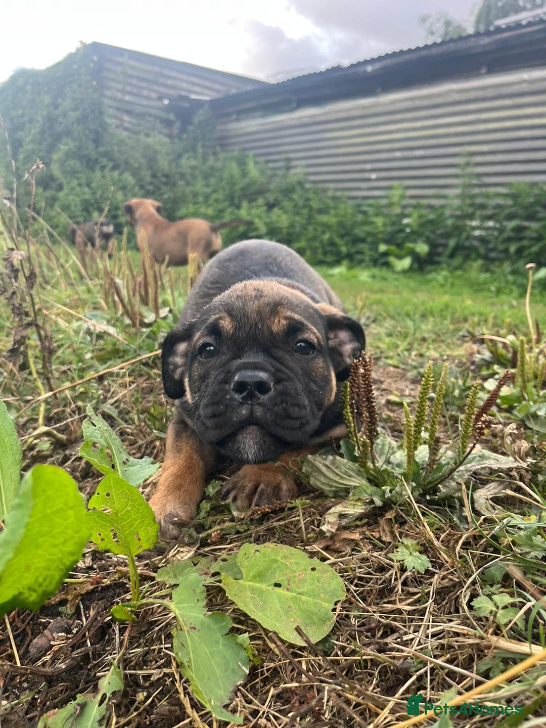 Olde English Bulldogge dogs for sale: Beautiful olde English bulldog pups - Image 3