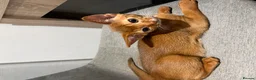 Abyssinian cats for sale: Pedigree Abyssinian boy for sale  - Advert 13