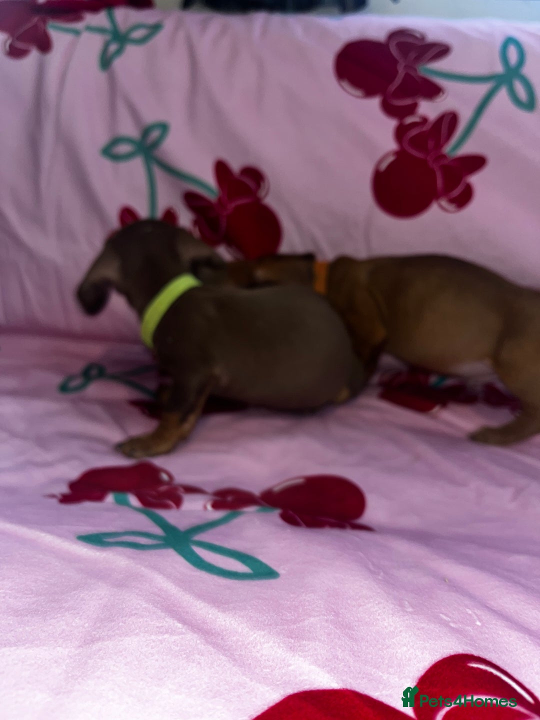 Miniature Dachshund dogs for sale: Miniature dachshund  - Advert 7