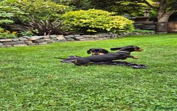 Miniature Dachshund dogs for sale: Ready Now Full Pedigree KC Reg Mini Dachshunds - Image 9